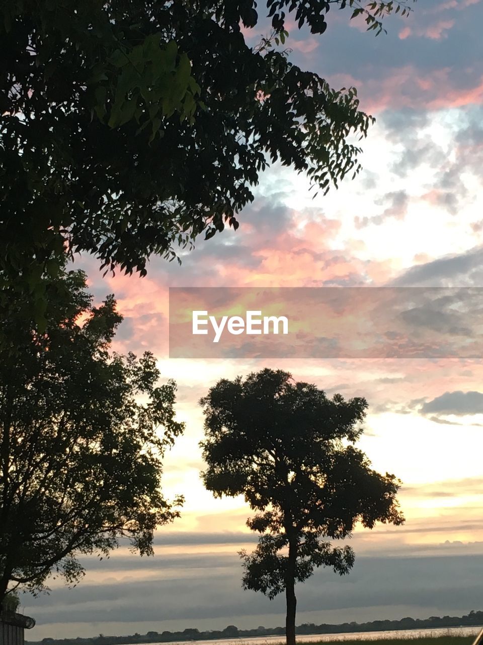 LOW ANGLE VIEW OF SILHOUETTE TREES AGAINST ORANGE SKY