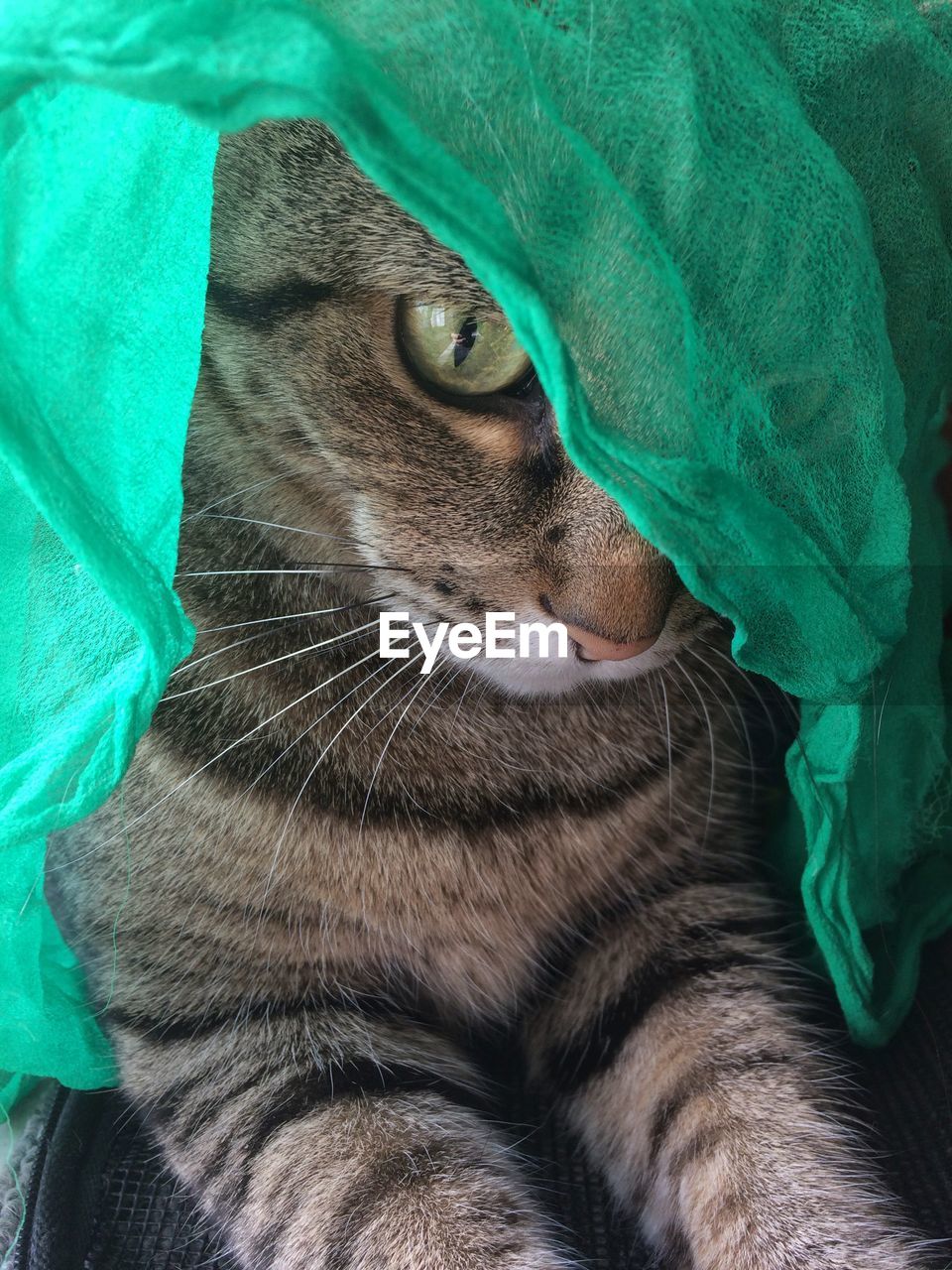 Close-up of cat lying on bed