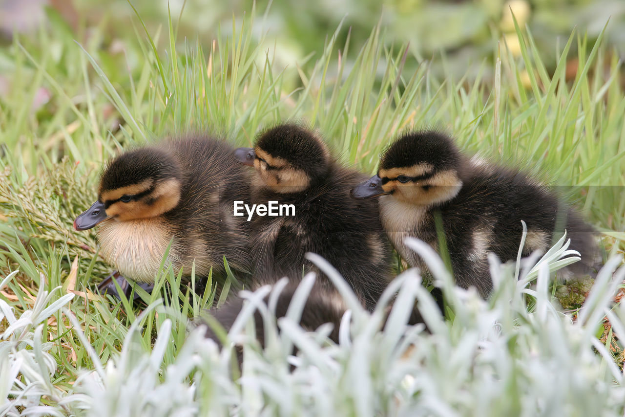 Mallard ducklings on the bank of the river earn