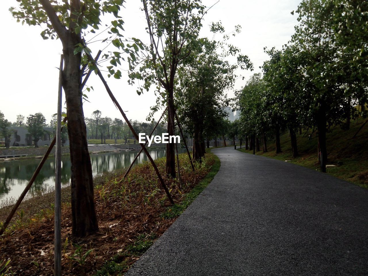 VIEW OF TREES ON ROAD