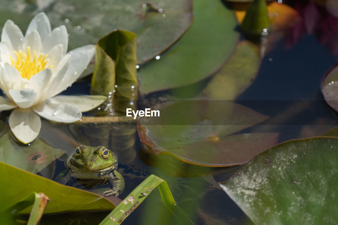 CLOSE-UP OF LOTUS WATER LILY