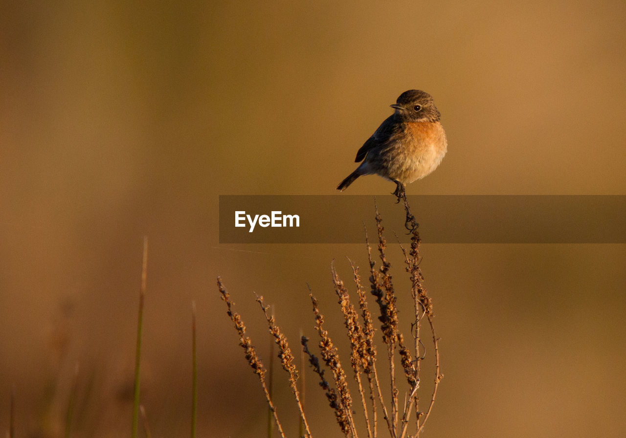 Close-up of bird perching on plant