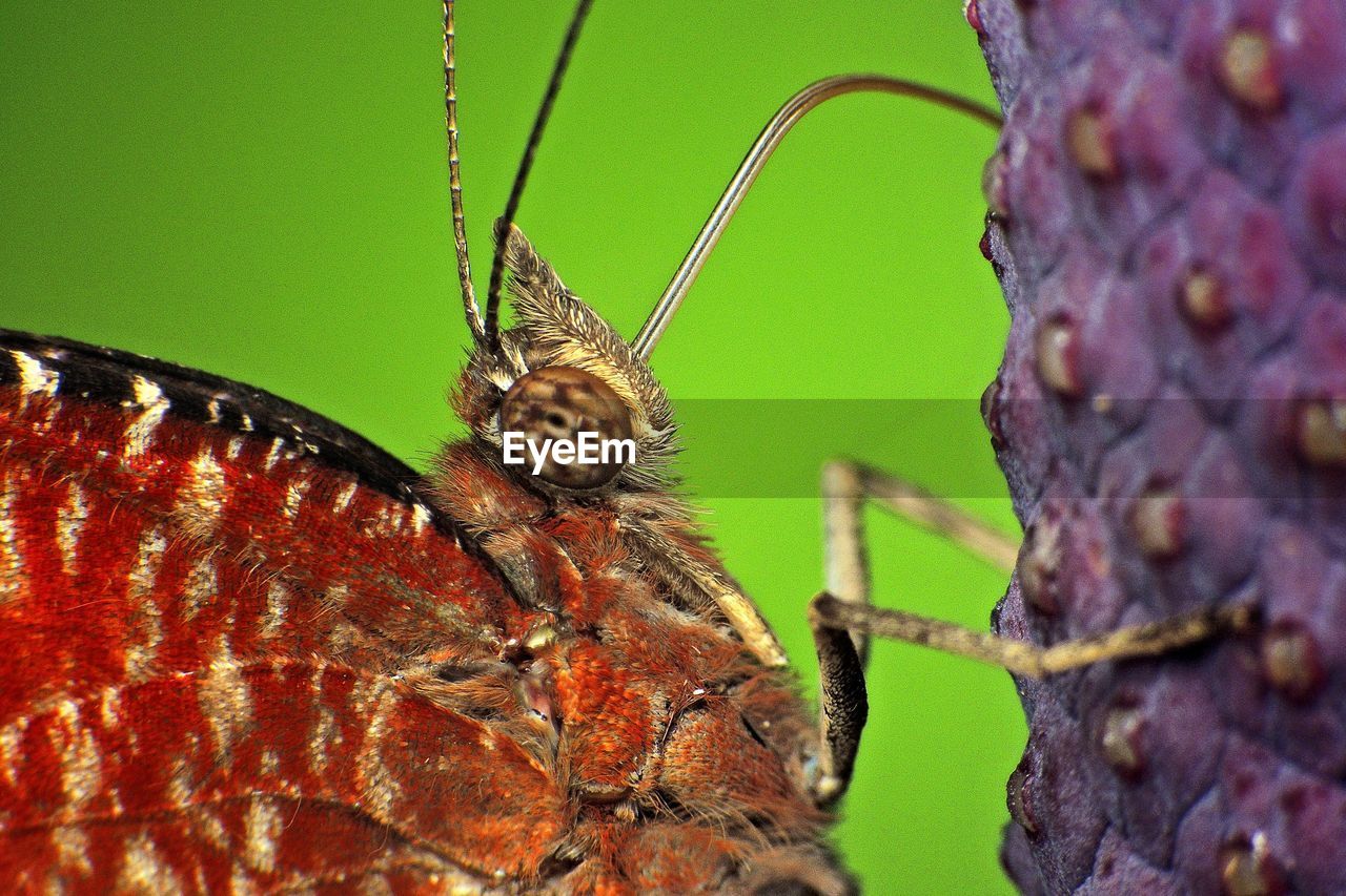 Extreme close-up of butterfly on flower