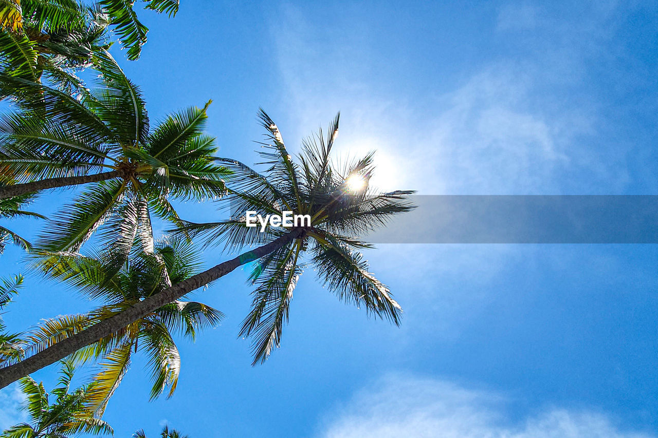 LOW ANGLE VIEW OF COCONUT PALM TREE AGAINST SKY