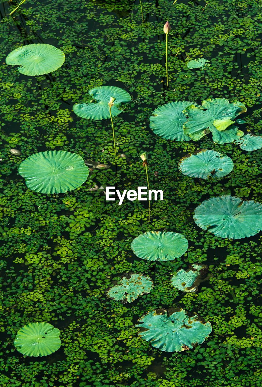 High angle view of lotus water lilies in pond