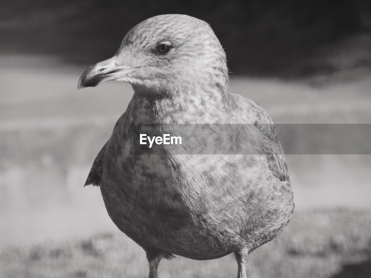 Close-up of seagull