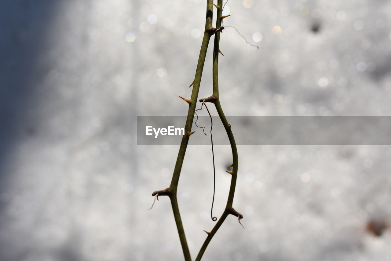 CLOSE-UP OF HANGING AGAINST SKY