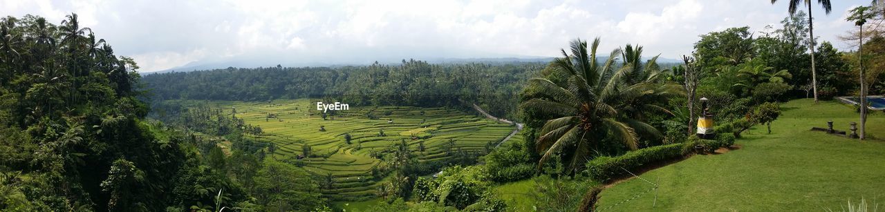 PANORAMIC VIEW OF AGRICULTURAL FIELD