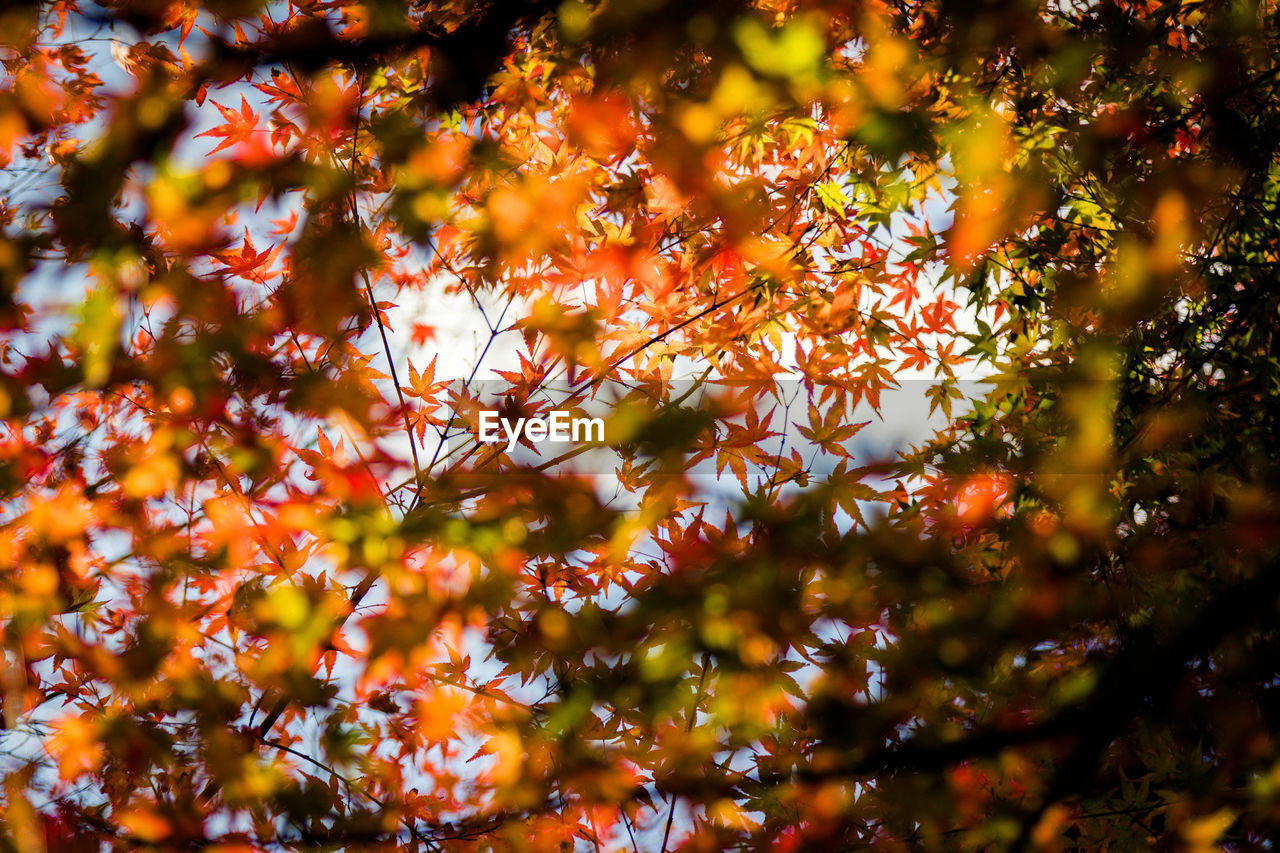 CLOSE-UP OF MAPLE LEAVES ON TREE