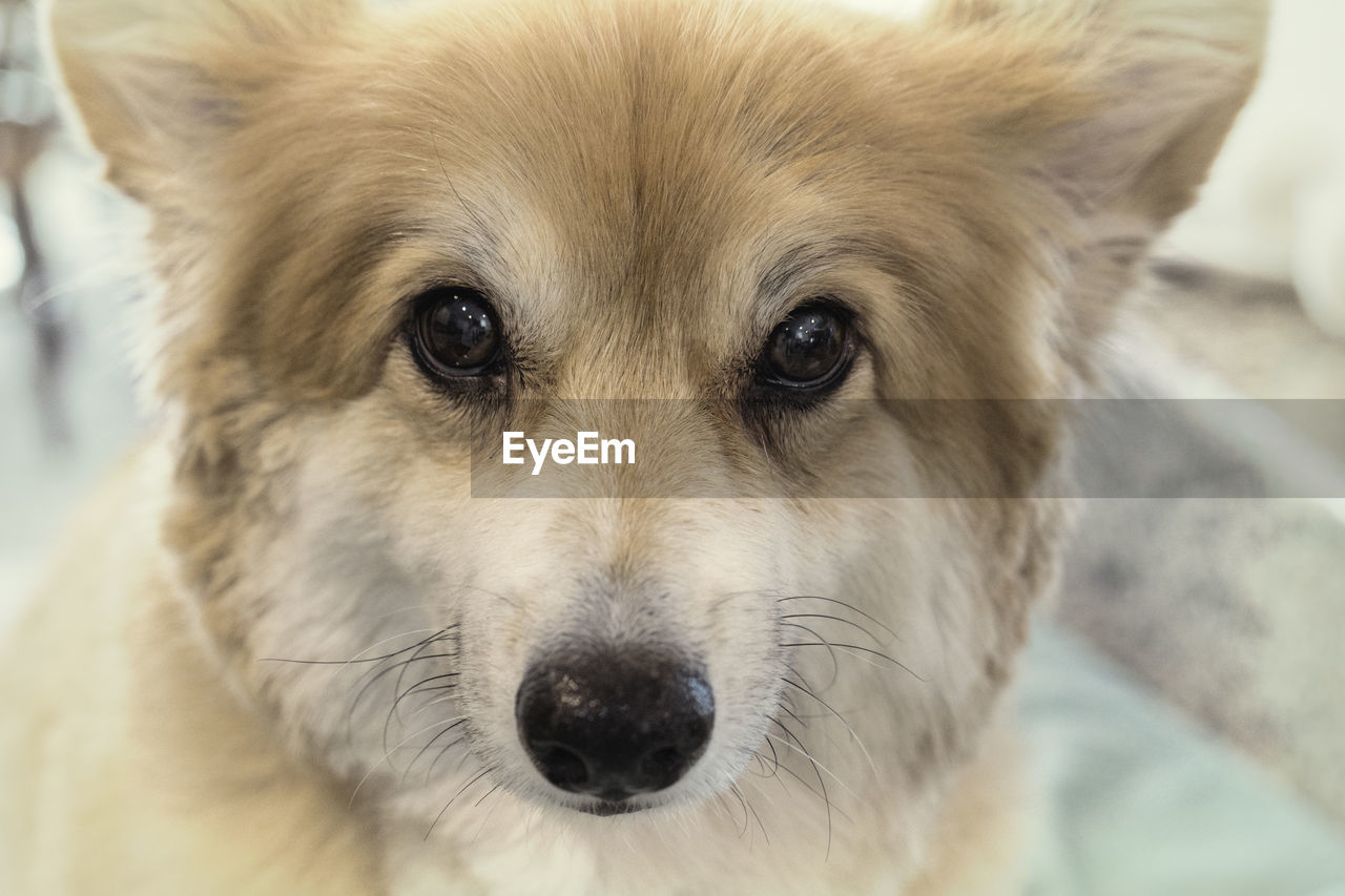 Close-up portrait of corgi dog with soulful eyes