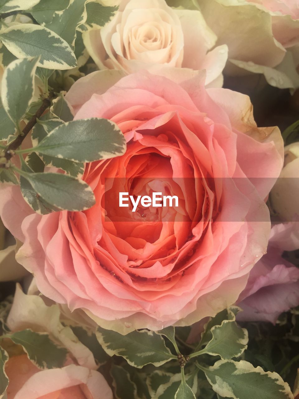 CLOSE-UP OF PINK ROSE FLOWERS