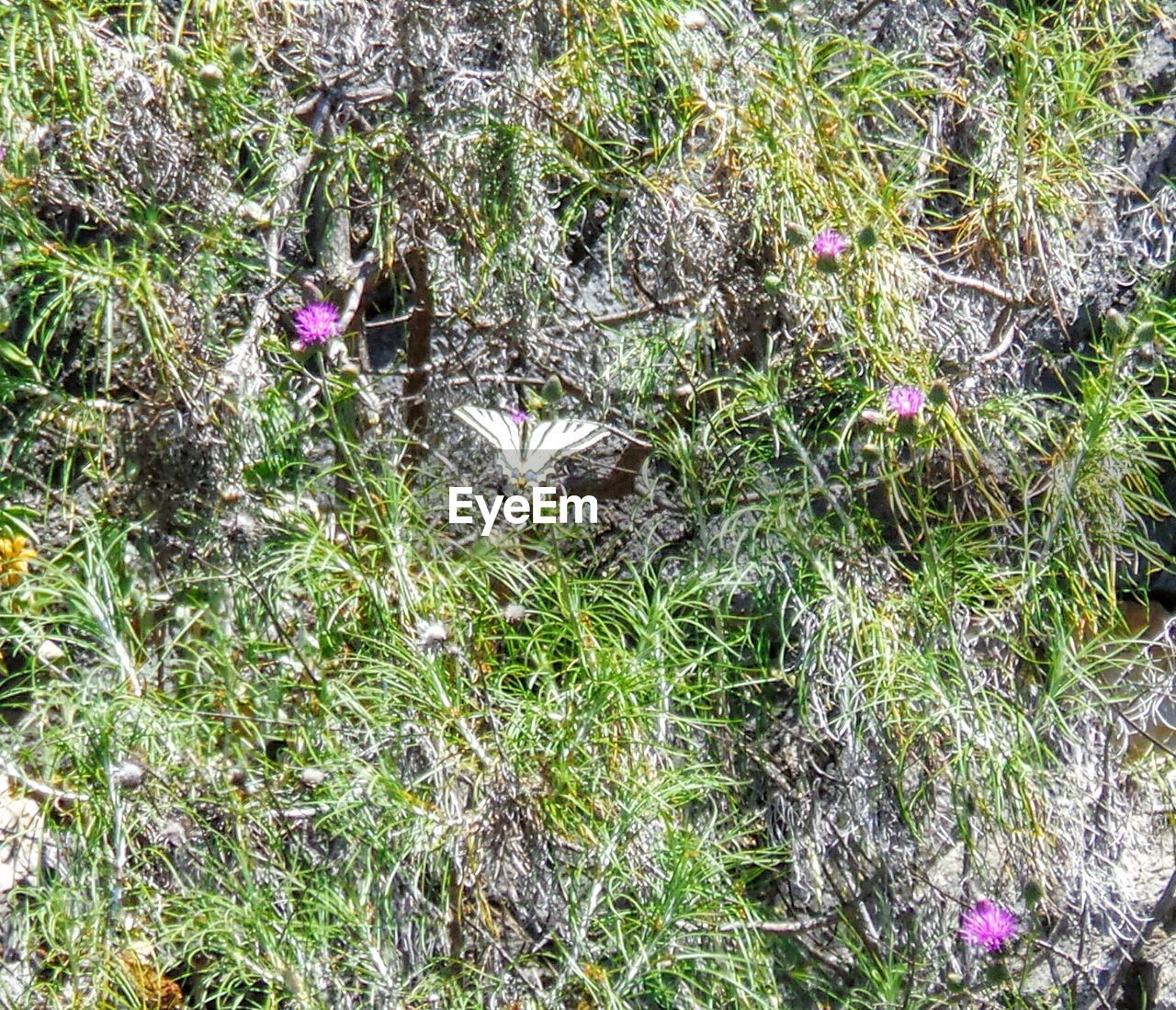 HIGH ANGLE VIEW OF CROCUS BLOOMING ON FIELD