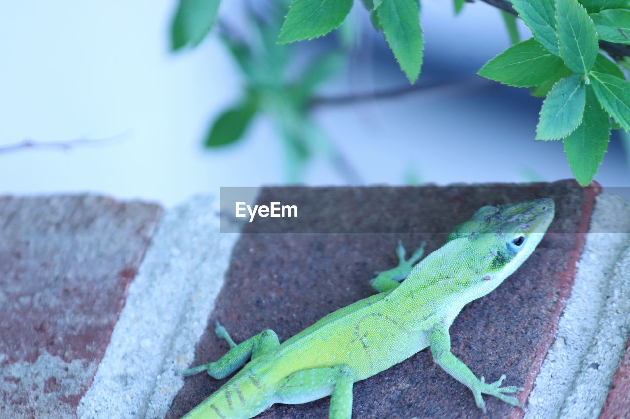 CLOSE-UP OF LIZARD ON A ROCK