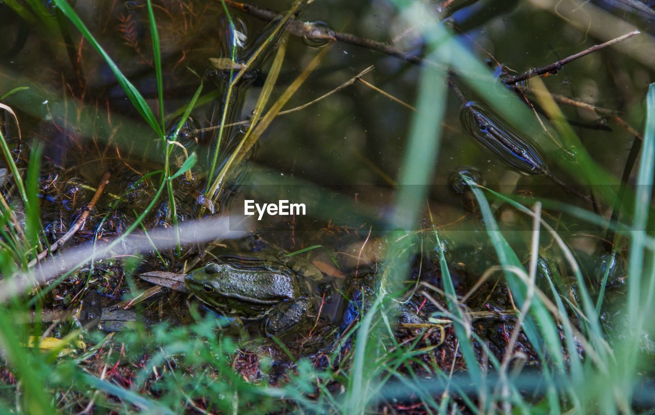 Close-up of frog in lake shore