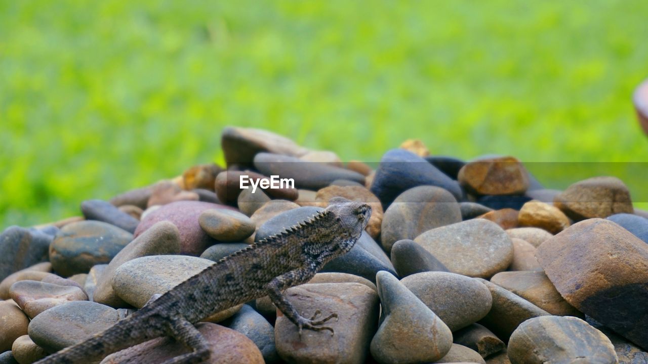 Close-up of stones and lizard 