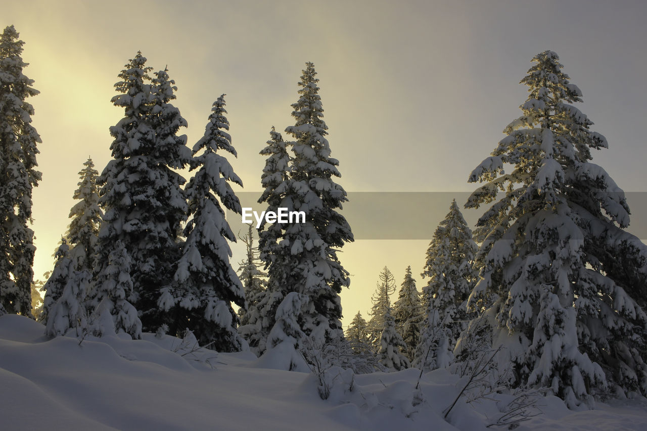 Pine trees on snow covered mountain against sky