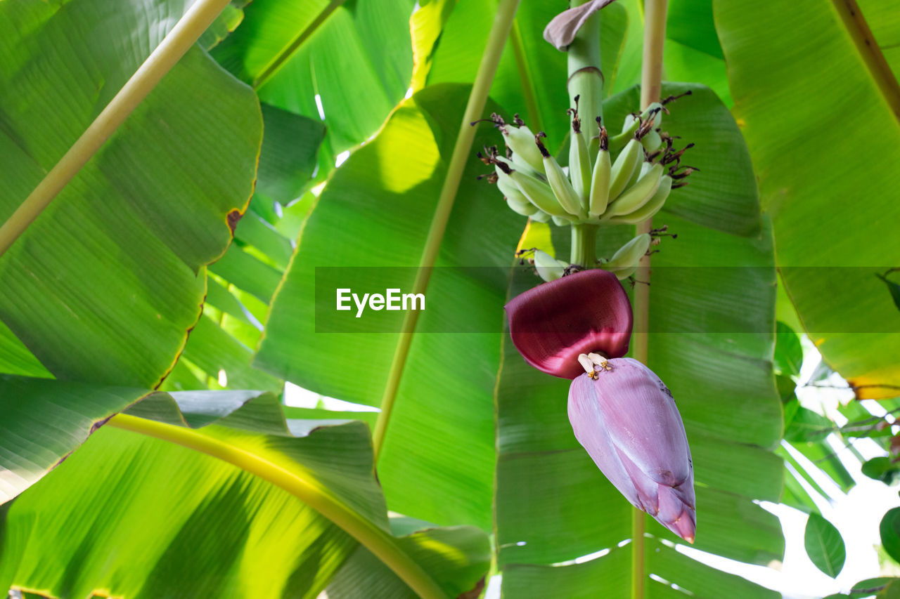 CLOSE-UP OF PINK WATER LILY AMIDST LEAVES