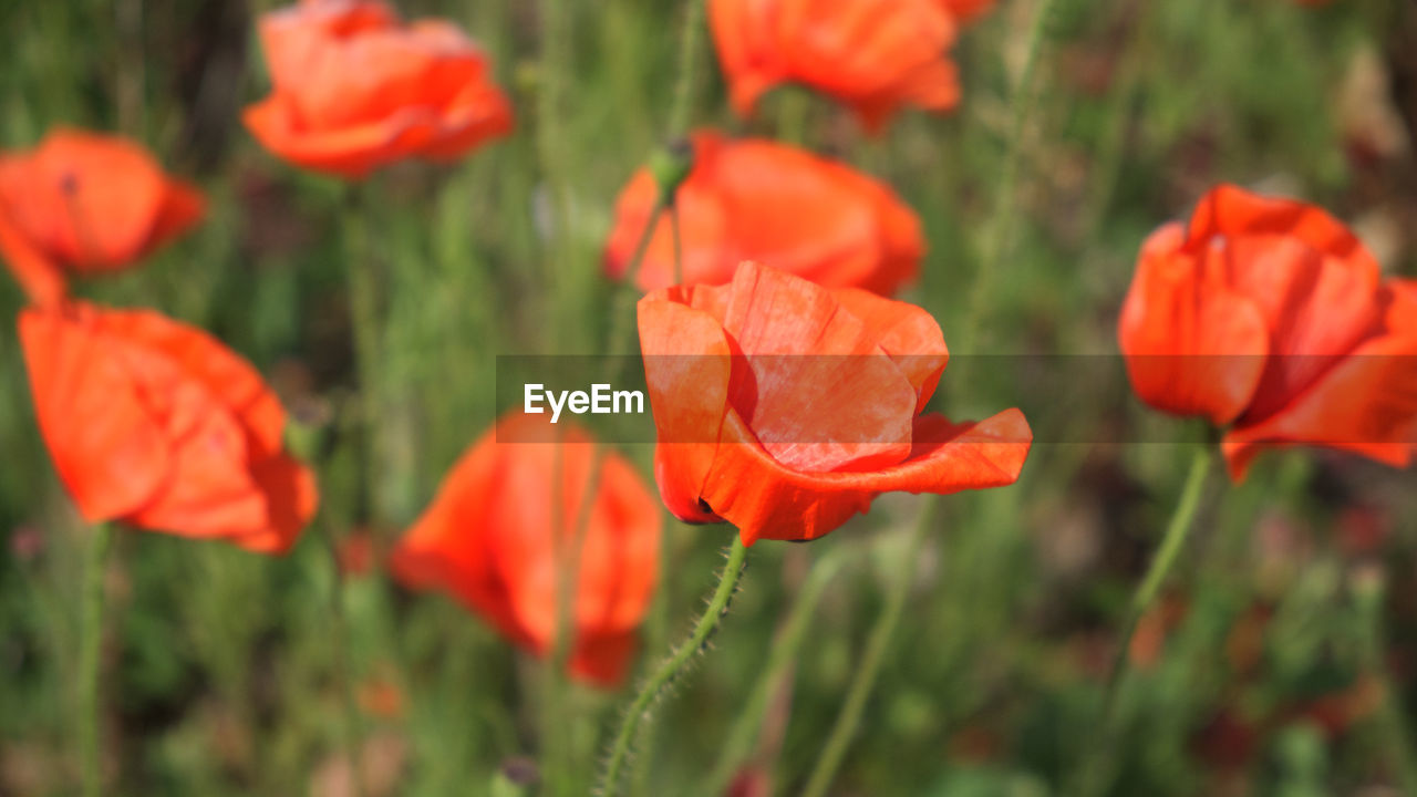 CLOSE-UP OF ORANGE POPPY IN FIELD