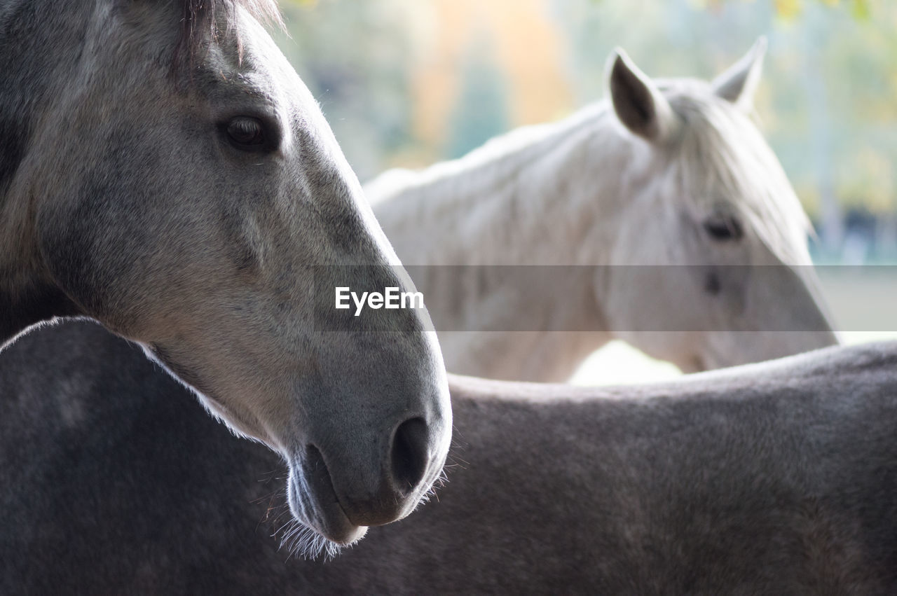 Close-up of horses