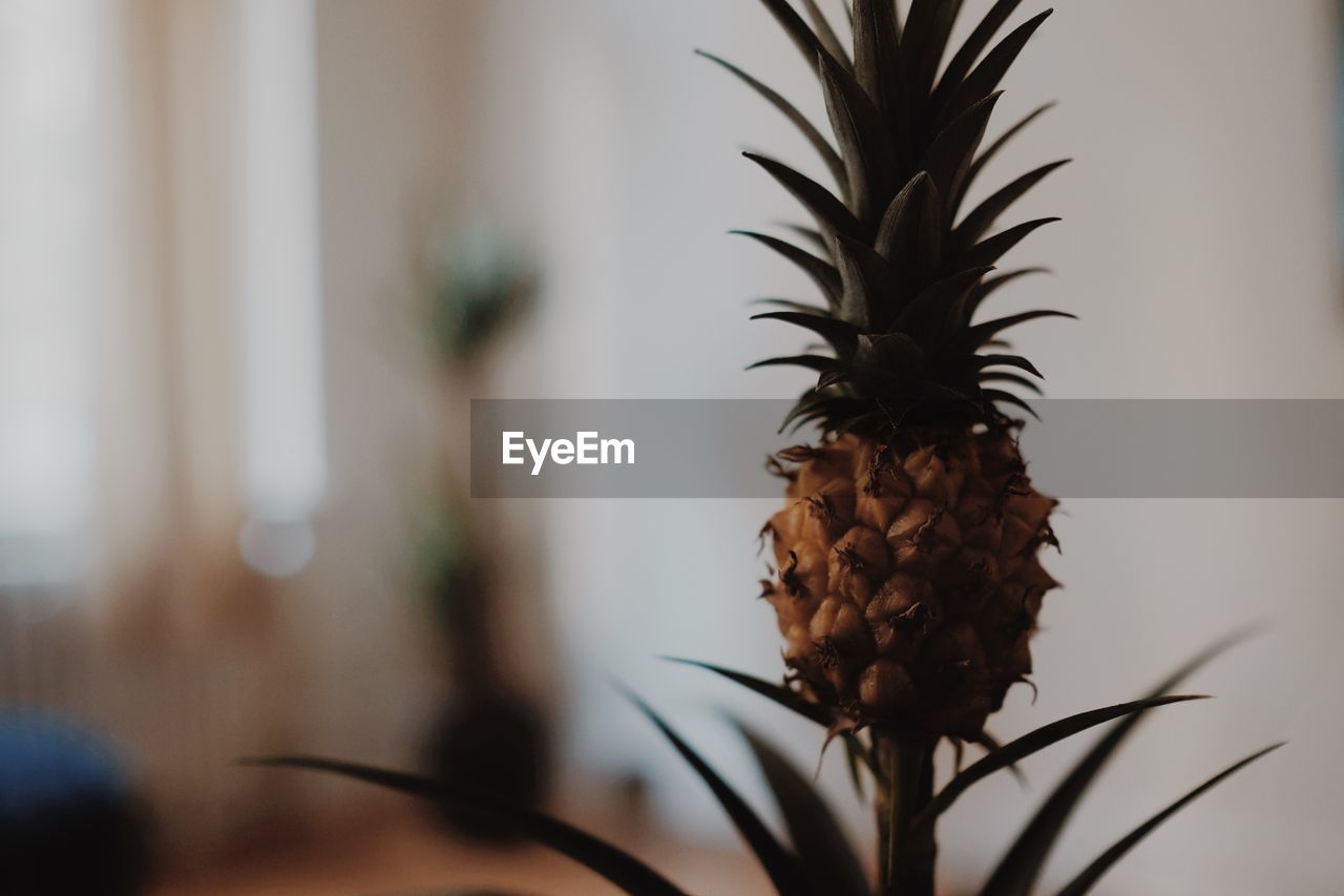 Close-up of pineapple growing against wall