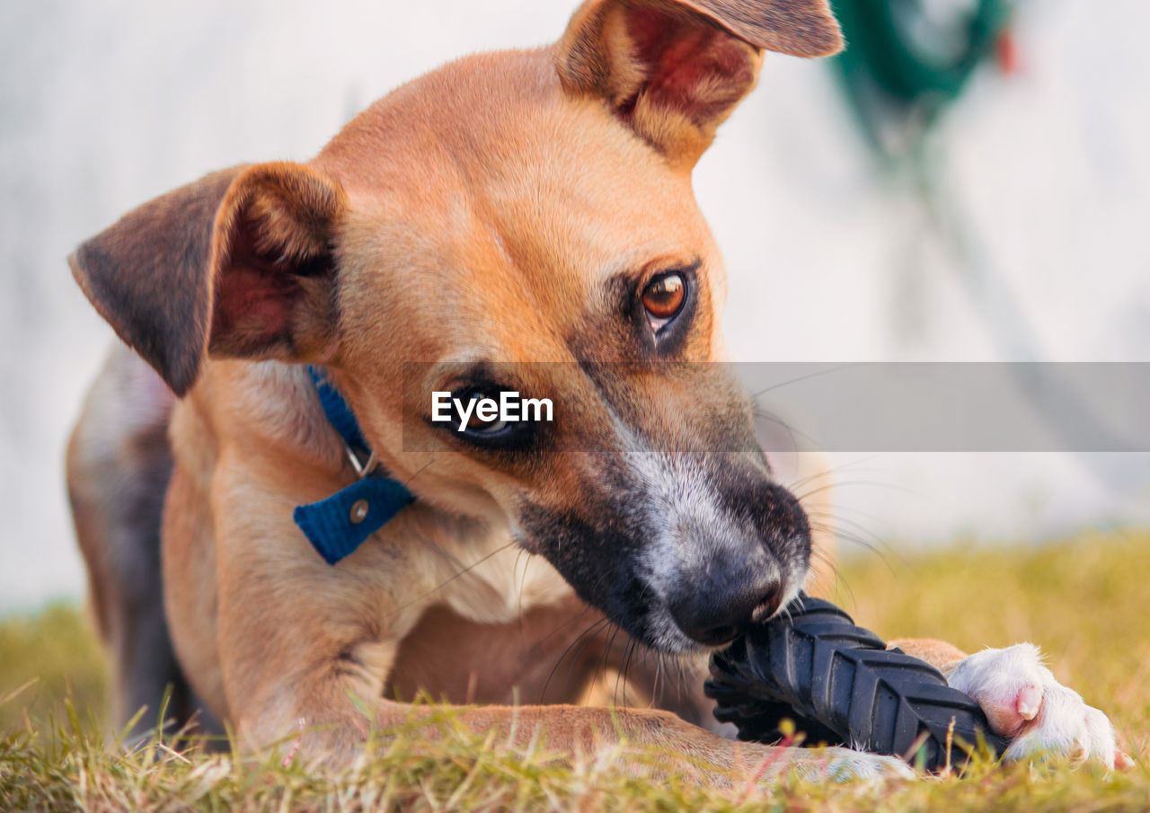 CLOSE-UP PORTRAIT OF DOG LOOKING AWAY