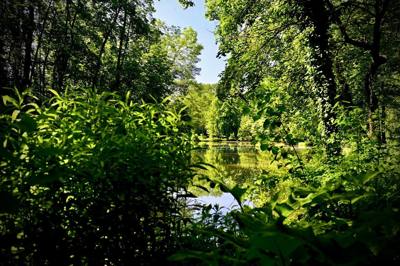 plant, green, tree, forest, nature, natural environment, growth, sunlight, leaf, woodland, beauty in nature, tranquility, no people, jungle, vegetation, day, water, rainforest, foliage, grass, flower, lush foliage, outdoors, land, tranquil scene, plant part, scenics - nature, branch, non-urban scene, light, lake, sky