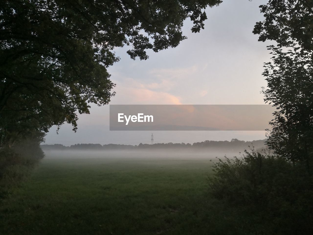 Trees on field against sky during foggy weather