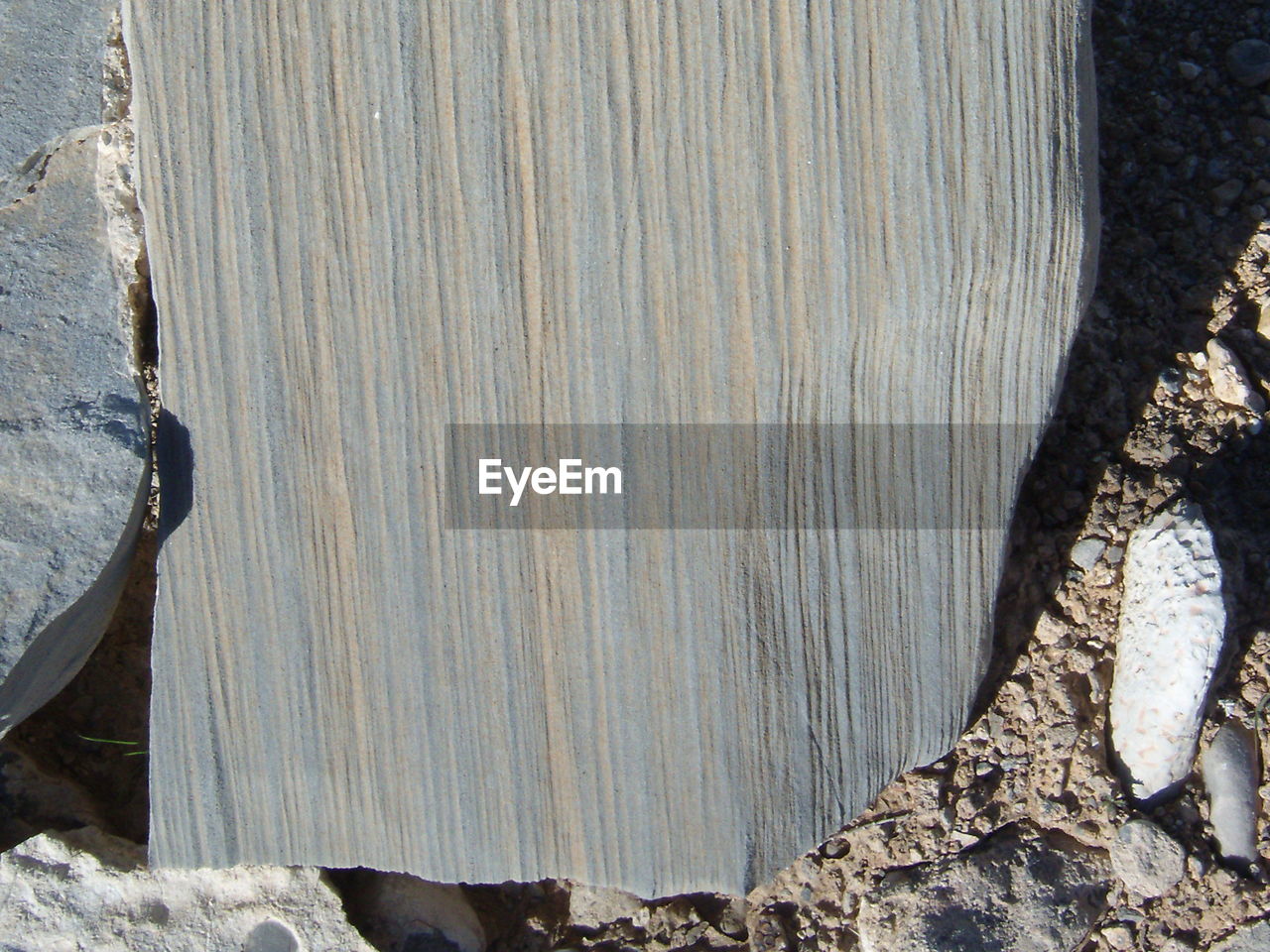 CLOSE-UP OF WOOD AGAINST TREE