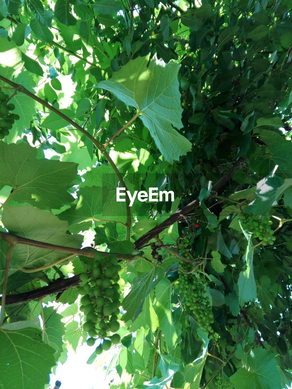 LOW ANGLE VIEW OF FRUIT TREE