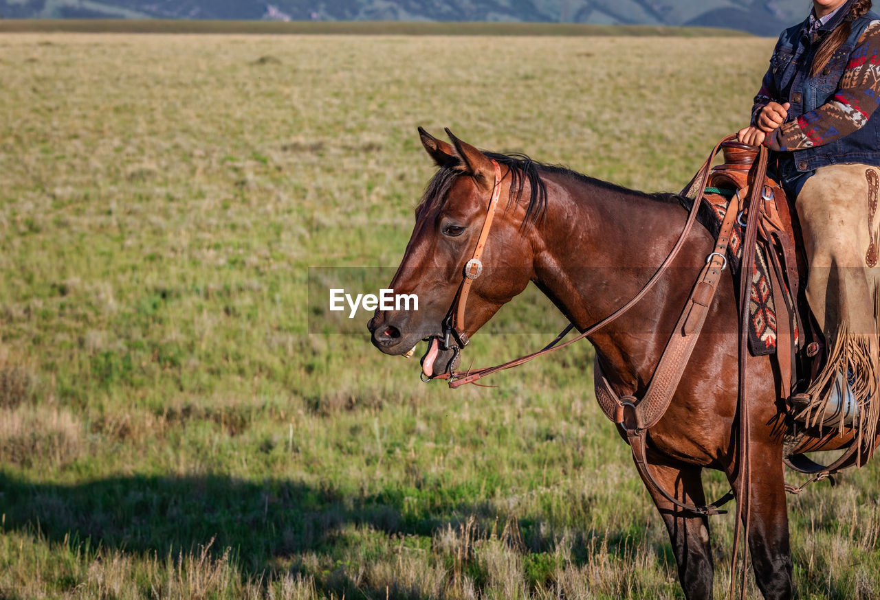 VIEW OF HORSE RIDING