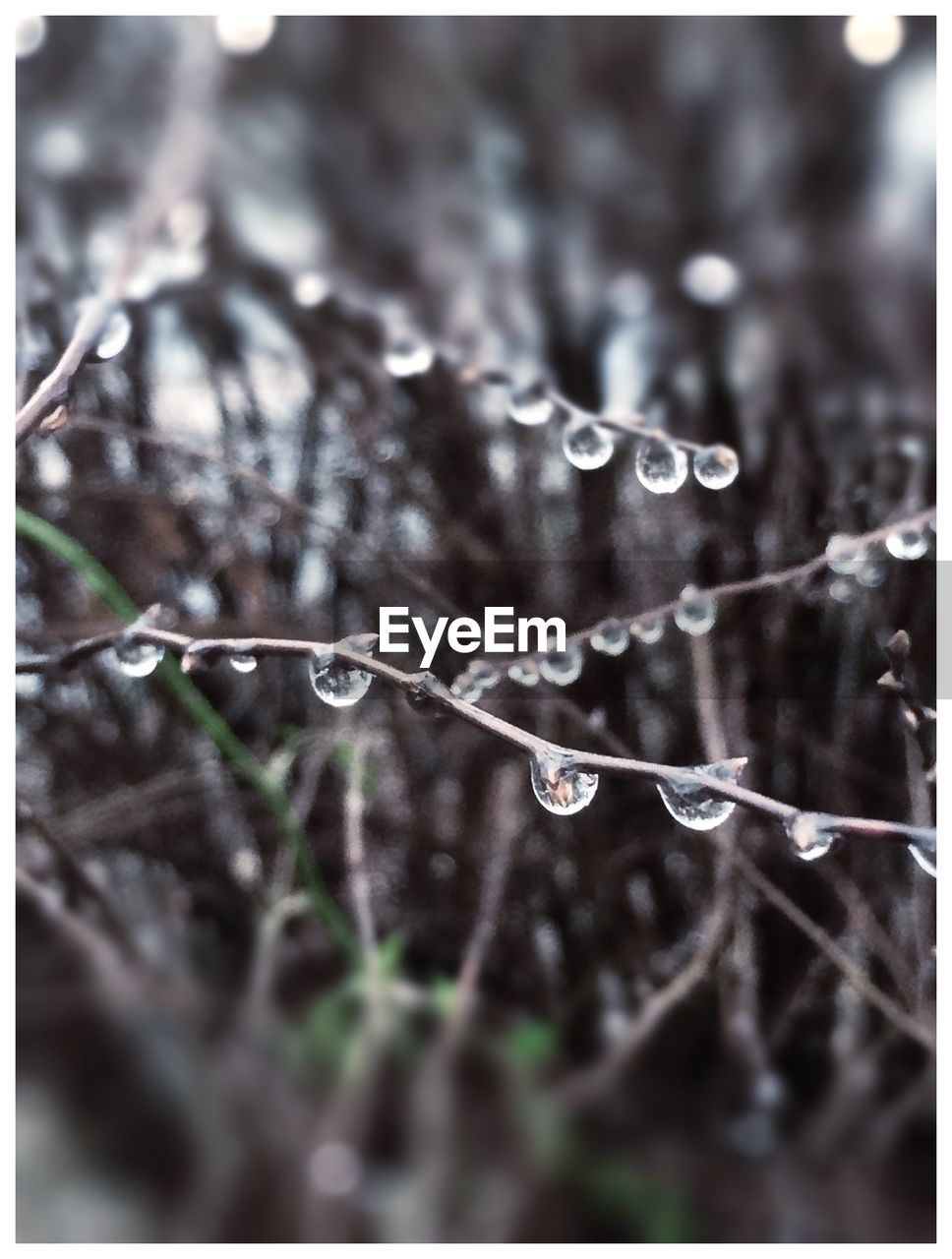 Close-up of water drops on twig