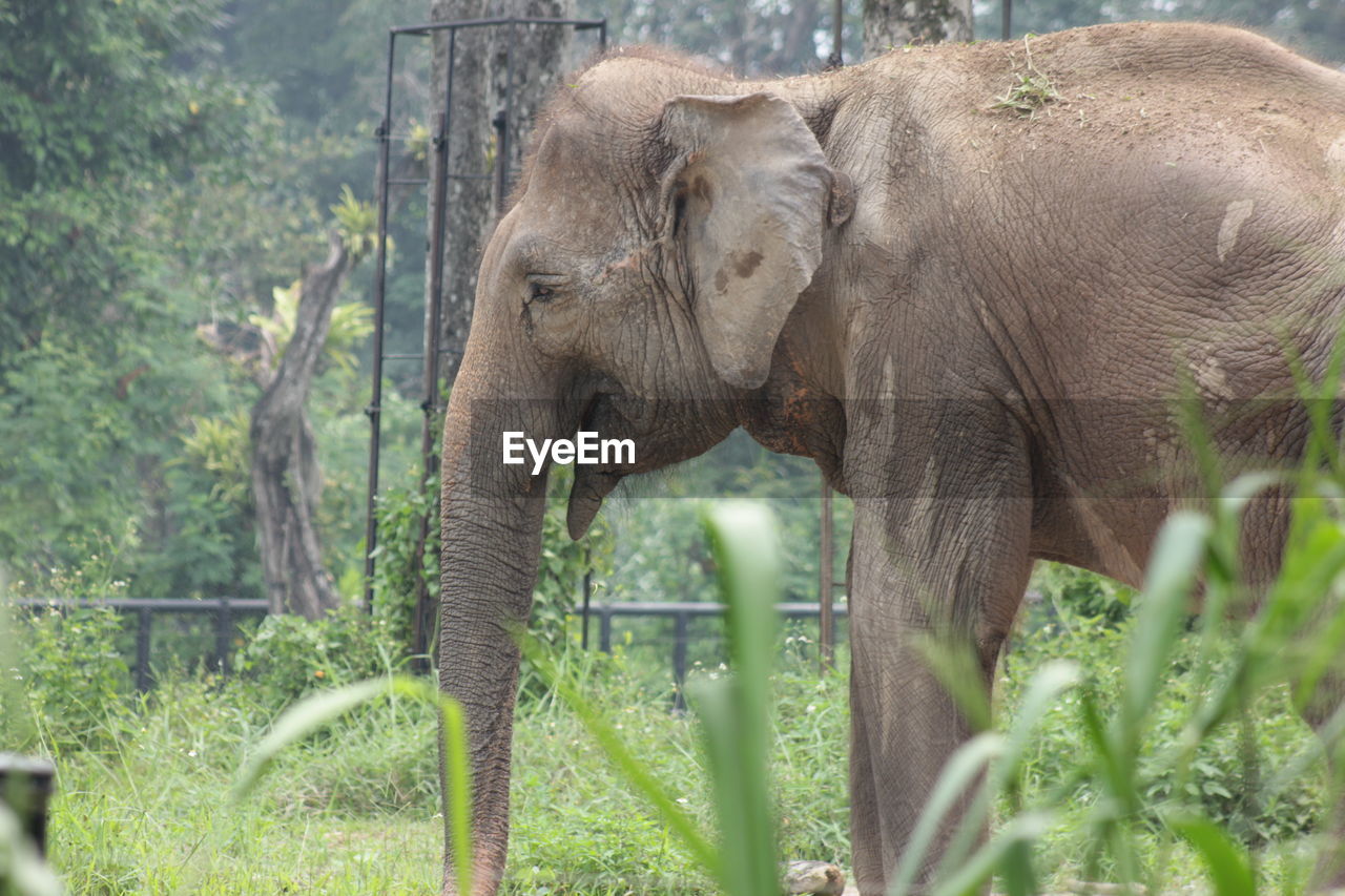 Elephant on field at forest