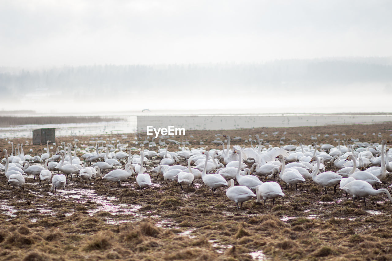 Scenic view of swans on field