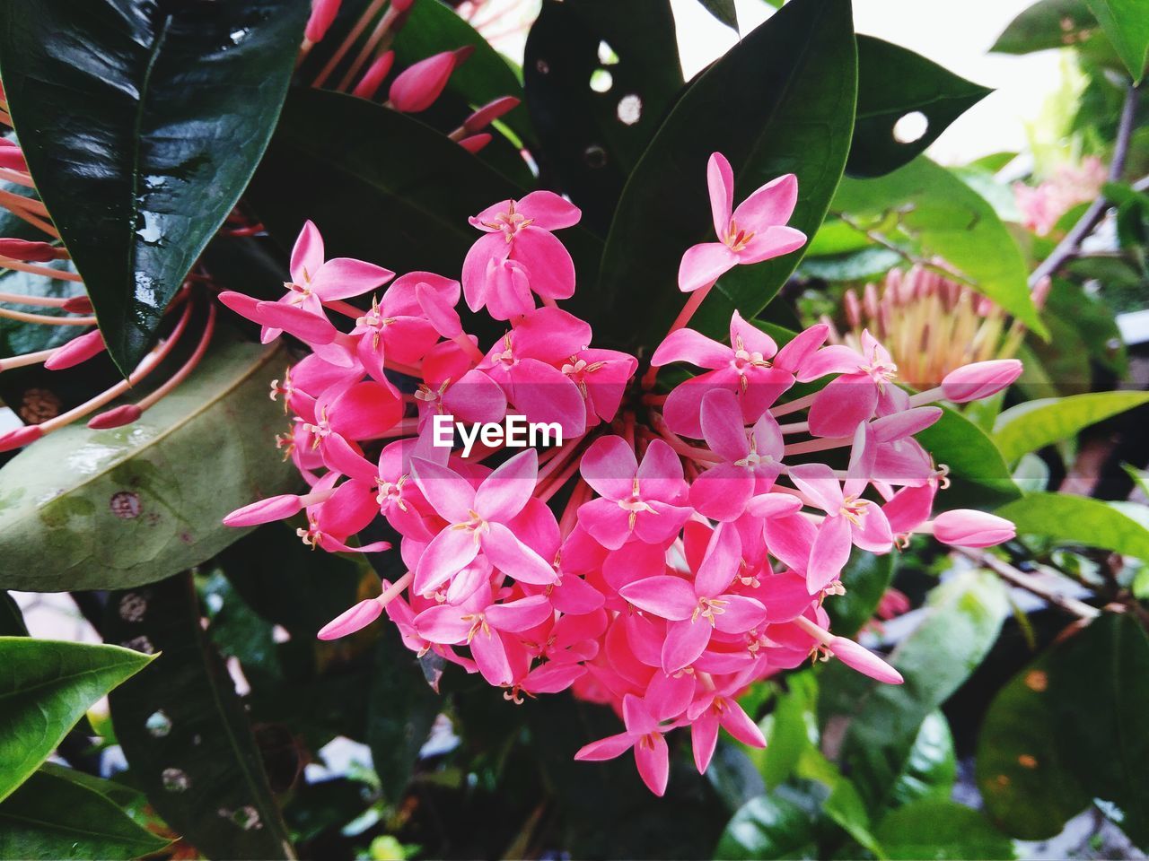 CLOSE-UP OF PINK FLOWERS