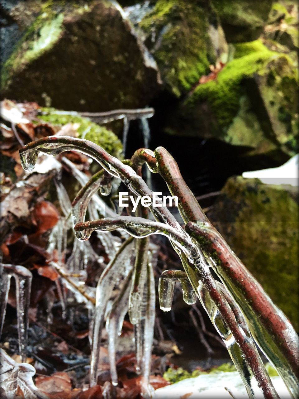 Close-up of frozen plant