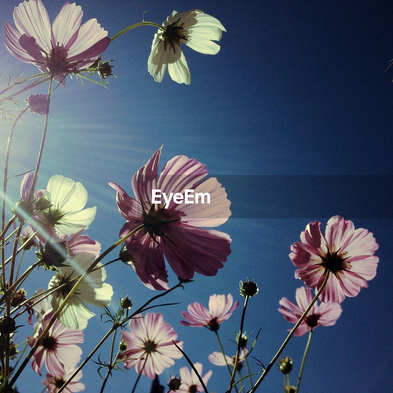 Low angle view of flowers blooming against clear blue sky