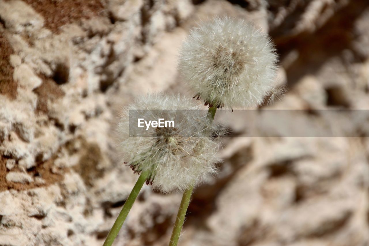 Close-up of dandelion