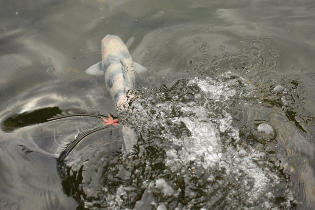 High angle view of fish swimming in lake