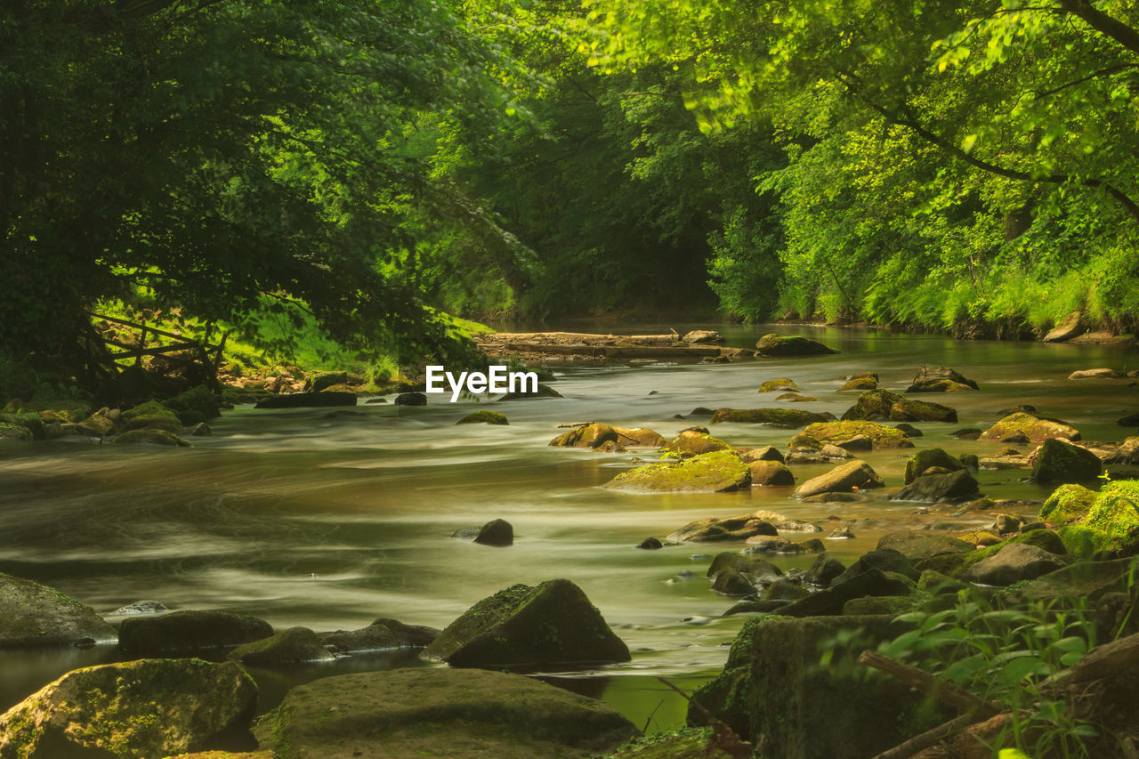 Scenic view of river amidst trees in forest river esk.  glaisdale