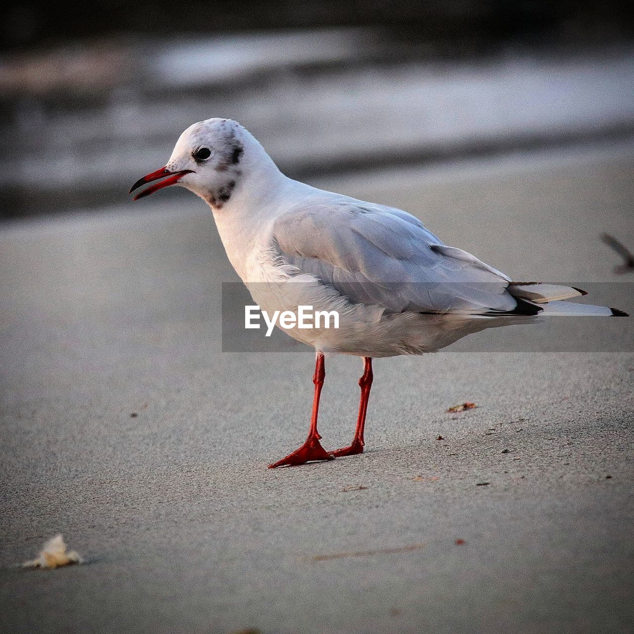 CLOSE-UP OF SEAGULL PERCHING ON GROUND