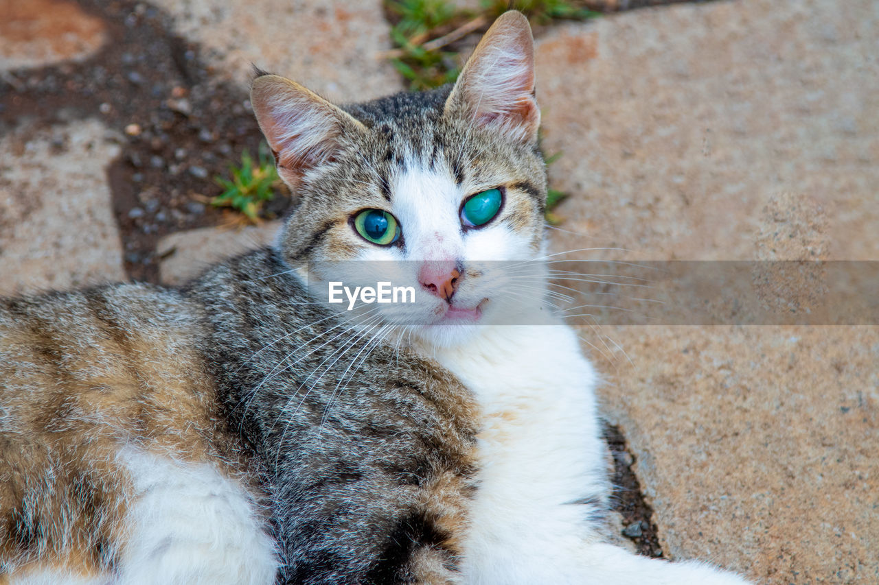 A cat with one green bad eye sitting on concrete floor