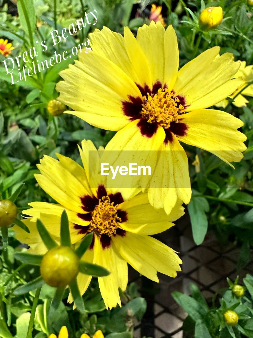 flower, flowering plant, plant, freshness, beauty in nature, growth, flower head, yellow, fragility, petal, inflorescence, close-up, nature, pollen, no people, green, wildflower, day, outdoors, plant part, meadow, leaf, high angle view, focus on foreground, botany