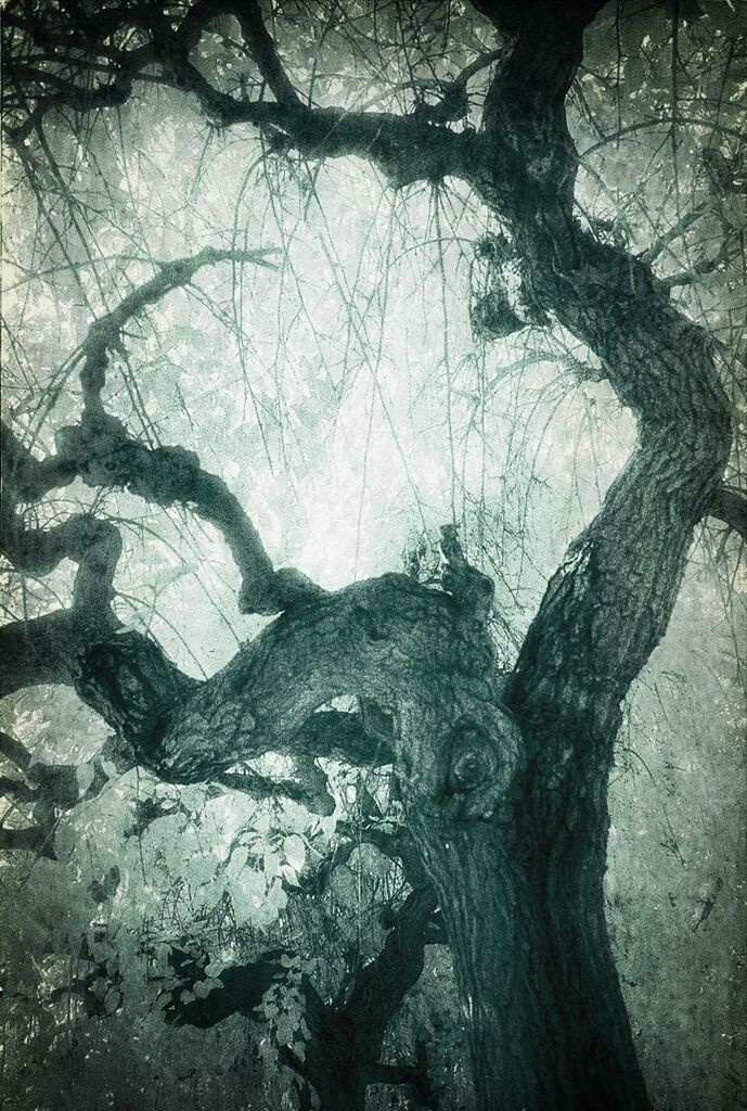 Low angle view of tree growing in forest