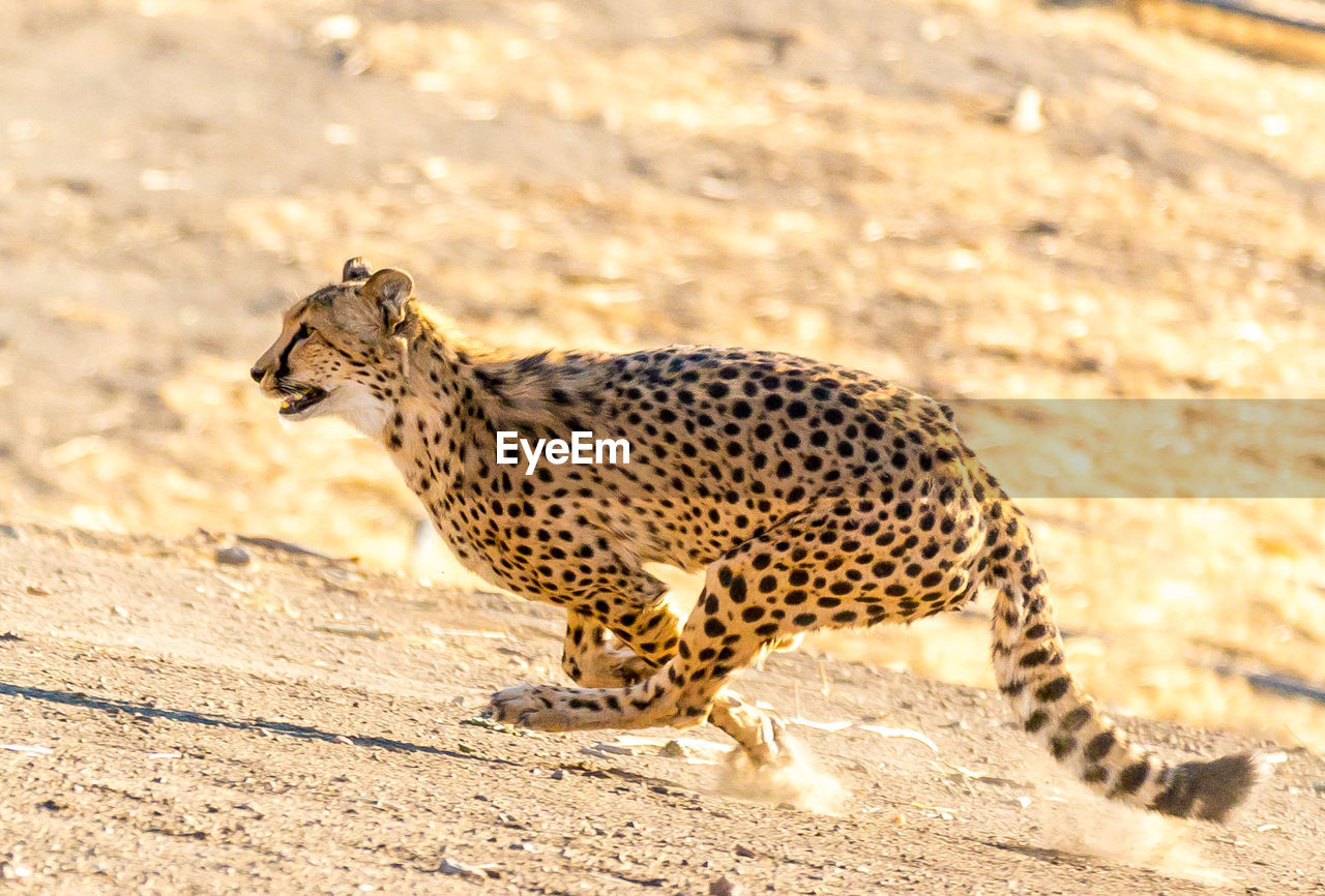 CLOSE-UP OF LEOPARD ON FIELD