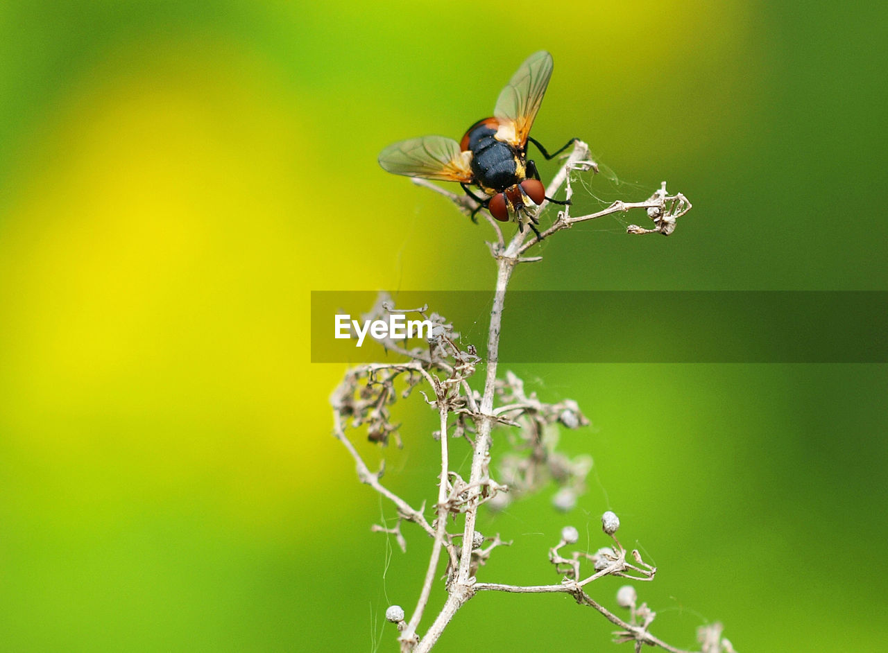 INSECT PERCHING ON PLANT