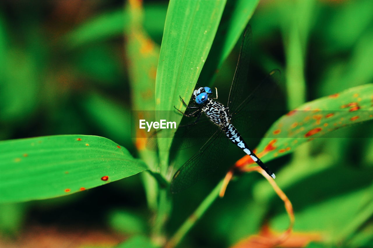 CLOSE-UP OF INSECT ON PLANT