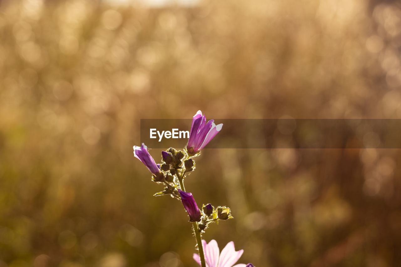 CLOSE-UP OF PINK FLOWERING PLANTS