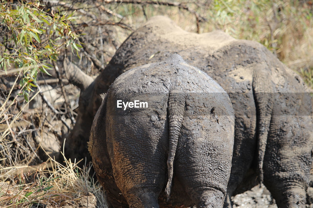 CLOSE-UP OF ELEPHANT OUTDOORS