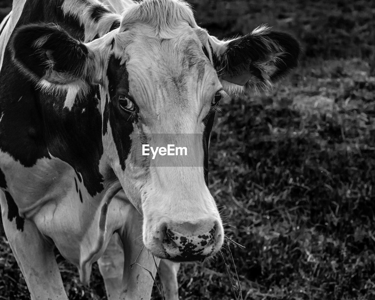 Black and white image of a holstein cow close up with negative space to the right