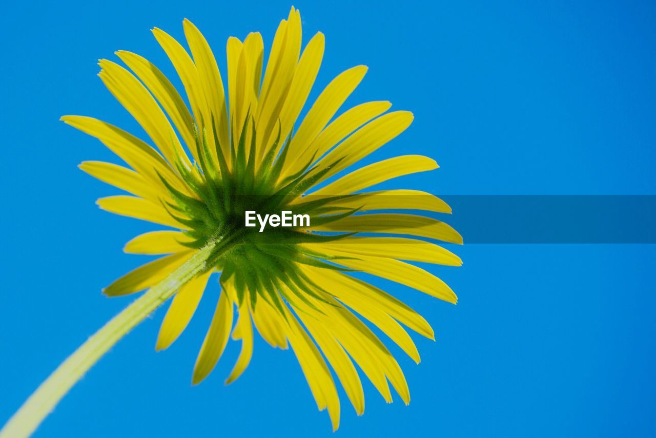 Close-up of yellow flower against clear sky